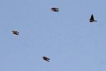 Hirondelle de rivage / Common Sand Martin