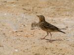 Pipit a gorge rousse / Red-throated Pipit