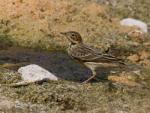 Pipit a gorge rousse / Red-throated Pipit