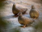 Poule de roche / Stone Partridge