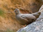 Poule de roche / Stone Partridge