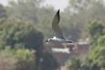 Sterne hansel / Gull-billed Tern