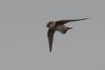 Hirondelle de rivage / Common Sand Martin