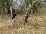 Bucorve d'Abyssinie / Abyssinian Ground Hornbill