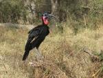 Bucorve d'Abyssinie / Abyssinian Ground Hornbill