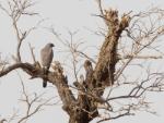 Autour gabar / Gabar Goshawk