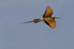 Guêpier à gorge blanche / White-throated Bee-eater