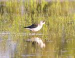 Echasse blanche / Black-winged Stilt