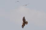 Buse féroce / Long-legged Buzzard