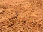 Moinelette à oreillons blancs / Chestnut-backed Sparrow Lark