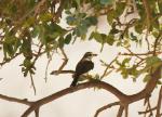 Red-tailed or Isabelline Shrike