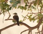 Red-tailed or Isabelline Shrike