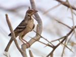 Mahali à calotte maron / Chestnut-crowned Sparrow-weaver