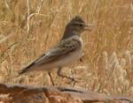 Alouette calandrelle / Greater Short-toed Lark