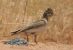 Alouette calandrelle / Greater Short-toed Lark