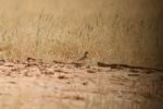 Alouette calandrelle / Greater Short-toed Lark