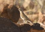 Alouette calandrelle / Greater Short-toed Lark