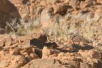 Alouette calandrelle / Greater Short-toed Lark