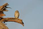 Chevêche d'Athéna / Little Owl