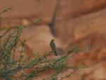 Pipit des arbres / Tree Pipit