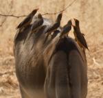 Piqueboeuf à bec jaune / Yellow-billed Oxpecker