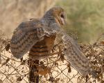 Effraie des clochers / Barn Owl