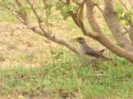 Merle africain / African Thrush