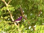 Spréo améthyste / Violet-backed Starling