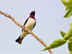 Spréo améthyste / Violet-backed Starling