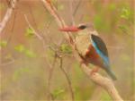 Martin-chasseur à tête grise / Grey-headed Kingfisher