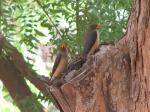 Piqueboeuf à bec jaune / Yellow-billed Oxpecker