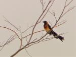 Veuve à collier d'or / Sahel Paradise Whydah