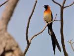 Veuve à collier d'or / Sahel Paradise Whydah