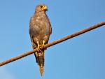 Faucon ardoisé / Grey Kestrel