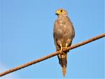 Faucon ardoisé / Grey Kestrel