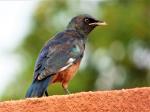 Choucador à ventre roux / Chestnut-bellied Starling