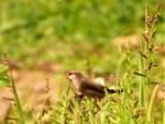 Astrild cendré / Black-rumped Waxbill