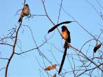 Veuve à collier d'or / Sahel Paradise Whydah