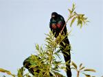 Choucador à longue queue / Long-tailed Glossy Starling