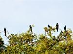 Choucador à longue queue / Long-tailed Glossy Starling