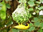 Tisserin vitellin / Vitelline Masked Weaver