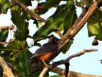 Choucador à ventre roux / Chestnut-bellied Starling