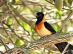 Veuve à collier d'or / Sahel Paradise Whydah