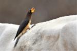 Piqueboeuf à bec jaune / Yellow-billed Oxpecker