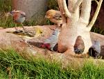 Astrild queue-de-vinaigre / Lavender Waxbill