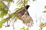 Autour gabar / Gabar Goshawk