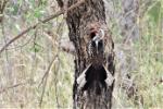 Calao à bec rouge / Northern Red-billed Hornbill
