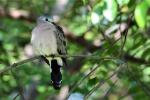 Tourtelette d'Abyssinie / Black-billed Wood Dove