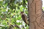 Pic à dos brun / Brown-backed Woodpecker