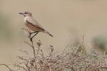 Traquet motteux / Northern Wheatear